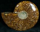 Cleoniceras Ammonite Fossil - Madagascar #7345-1